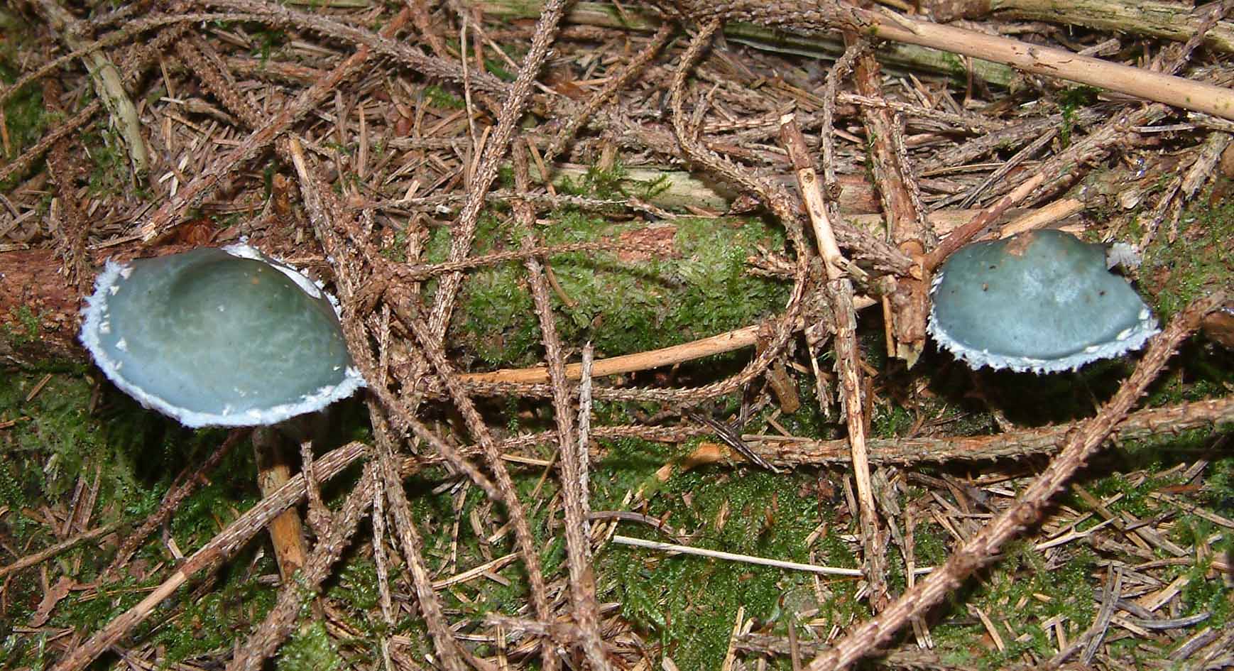 Cosa ha da fare un marinaio in montagna se non....